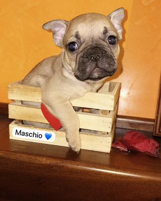 Bouldog francese