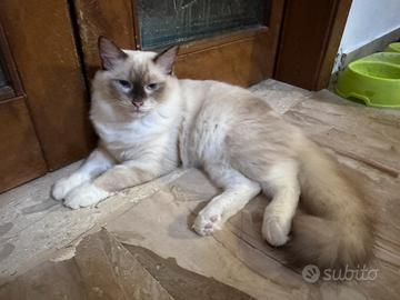 Vendita cuccioli Ragdoll