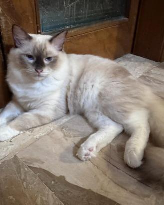 Vendita cuccioli Ragdoll