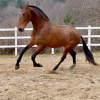 Cavalla soagnola 175 al garrese