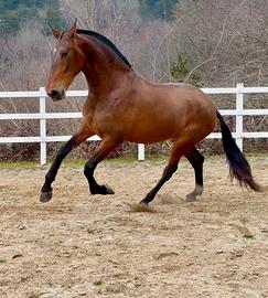 Cavalla soagnola 175 al garrese