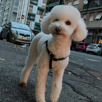 Barboncino Toy con pedigree ENCI per MONTA