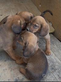 Vedo 4 cuccioli di Dachsbracke