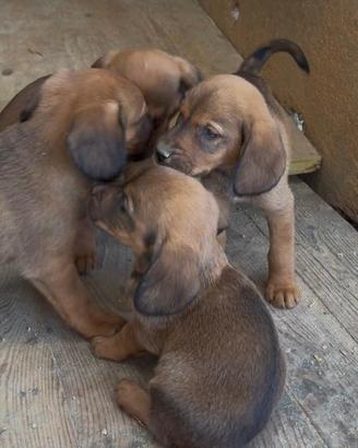 Vedo 4 cuccioli di Dachsbracke