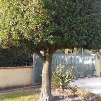 corbezzolo(cerasella)