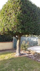 corbezzolo(cerasella)