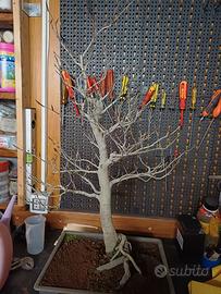 bonsai di faggio