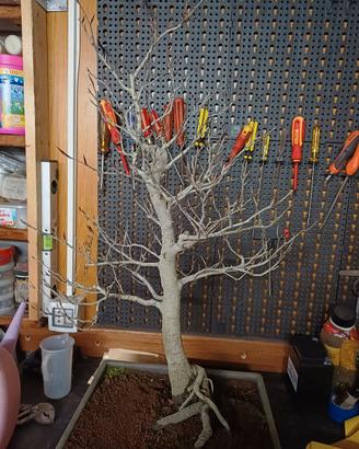 bonsai di faggio