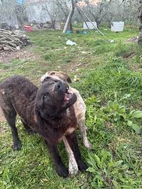 Pastore abruzzese