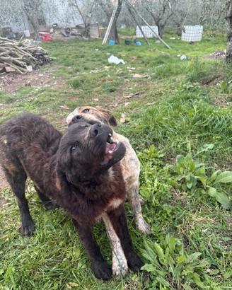 Pastore abruzzese