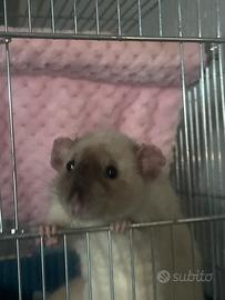 ? Cuccioli di ratto domestico disponibili