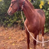 Puledro sella italiano masaf 2024