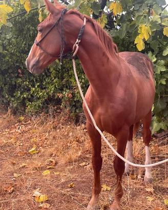 Puledro sella italiano masaf 2024