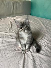 Maine coon cucciola