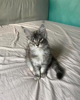 Maine coon cucciola