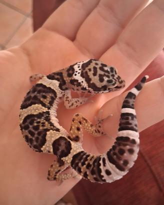 Geco Leopardino Mack Snow & Black Night Cross - Gi