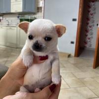 Cucciola di chihuahua