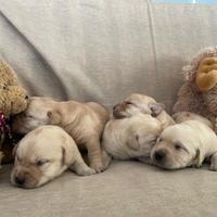 Cuccioli di Labrador retriever con Pedigree ENCI