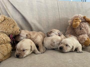 Cuccioli di Labrador retriever con Pedigree ENCI