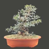 Bonsai olivastro
