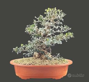 Bonsai olivastro