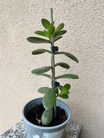 Albero di giada