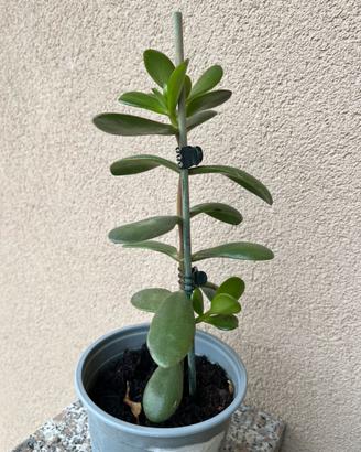 Albero di giada