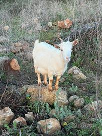 Capra tibetana gravida