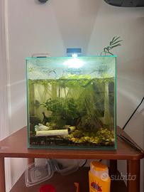 Acquario per betta con pesce