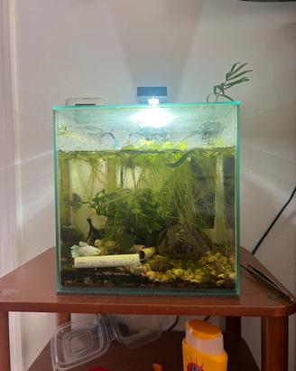 Acquario per betta con pesce
