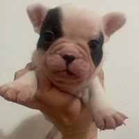 Cuccioli bouledogue francese
