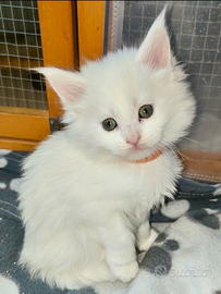 Splendida Maine Coon White
