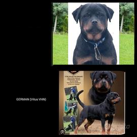 CUCCIOLONA femmina di ROTTWEILER