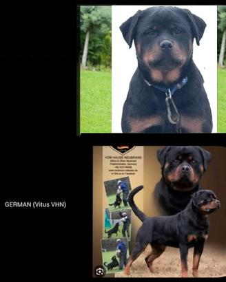 CUCCIOLONA femmina di ROTTWEILER