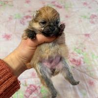 Spitz volpino pomerania femmina PEDIGREE ENCI