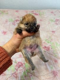 Spitz volpino pomerania femmina PEDIGREE ENCI