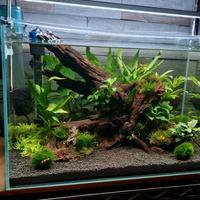 Acquario VIV vetro extrachiaro (completo)