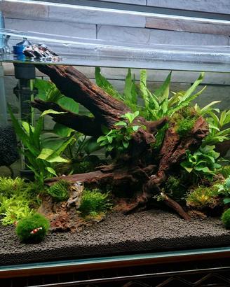 Acquario VIV vetro extrachiaro (completo)