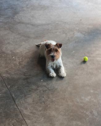cane jack Russell 