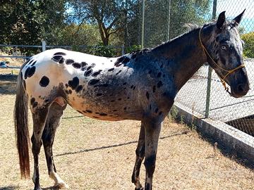Cavallo