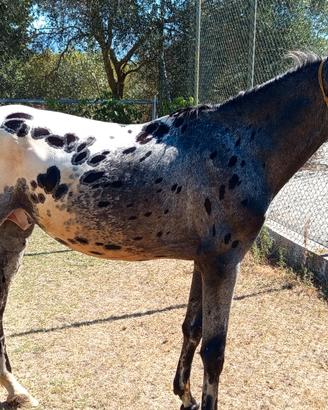 Cavallo