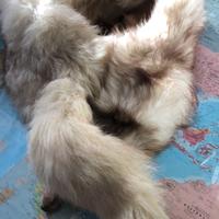 Volpe argentata intera