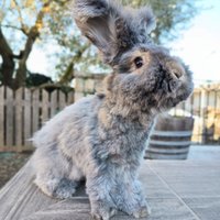 Coniglio angora inglese linea indonesiano