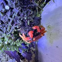 Geosesarma red tomato