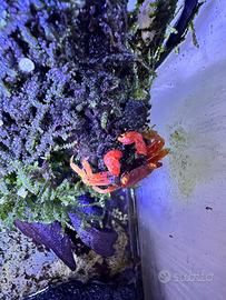 Geosesarma red tomato