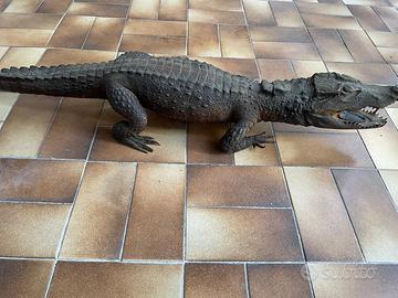 Coccodrillo