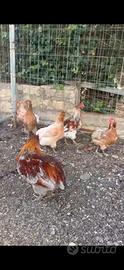 Araucana dalle uova azzurre