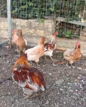 Araucana dalle uova azzurre