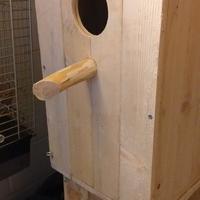 nido parrocchetto dal collare 