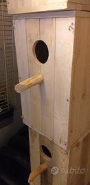 nido parrocchetto dal collare 